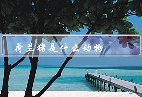 荷兰猪是什么动物，豚鼠（小巧玲珑品种繁多）