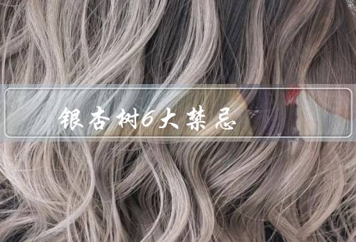 银杏树6大禁忌