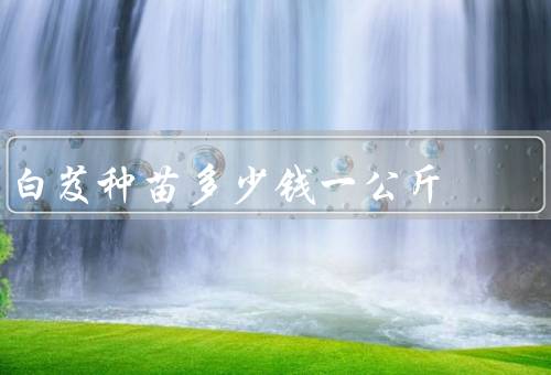 白芨种苗多少钱一公斤