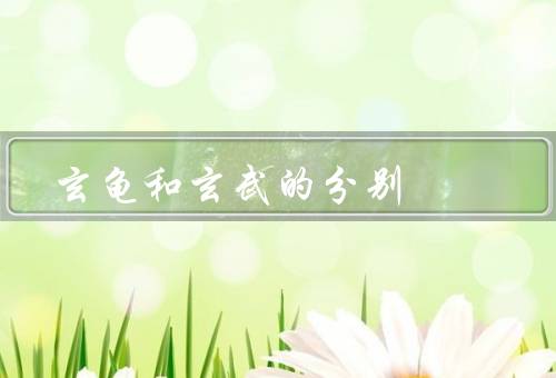 玄龟和玄武的分别