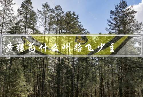 黄猿为什么叫路飞少主