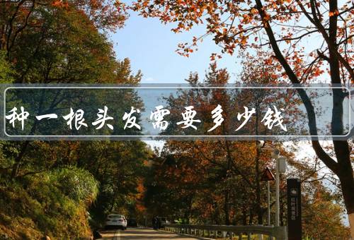 种一根头发需要多少钱