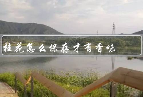 桂花怎么保存才有香味