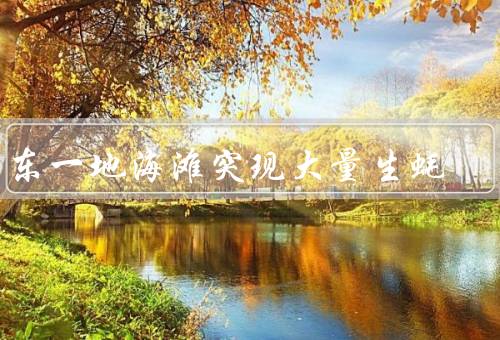 广东一地海滩突现大量生蚝
