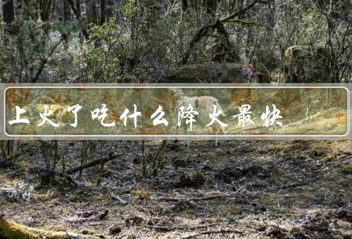上火了吃什么降火最快