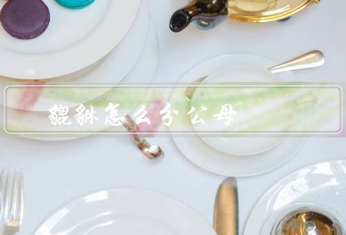 貔貅怎么分公母