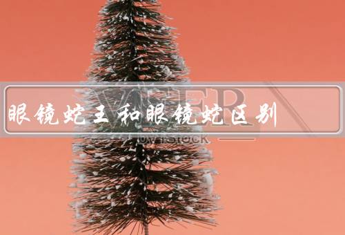 眼镜蛇王和眼镜蛇区别