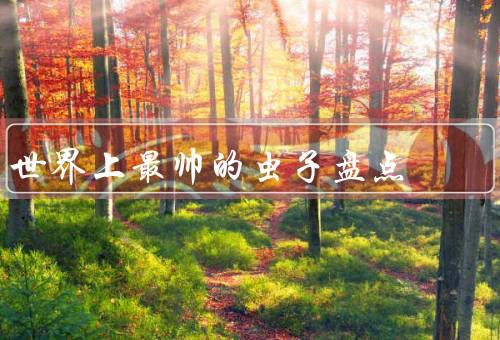 世界上最帅的虫子盘点