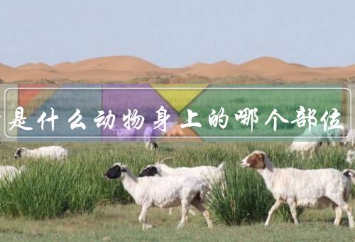 麝香是什么动物身上的哪个部位