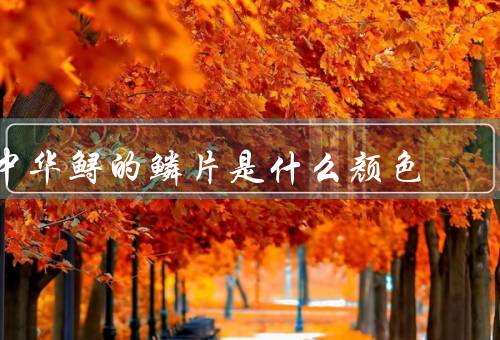 中华鲟的鳞片是什么颜色
