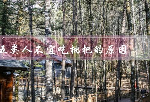 五类人不宜吃枇杷的原因