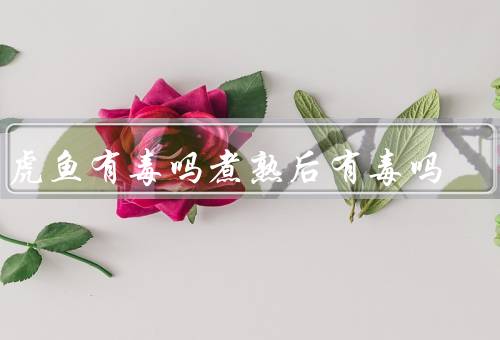 老虎鱼有毒吗煮熟后有毒吗