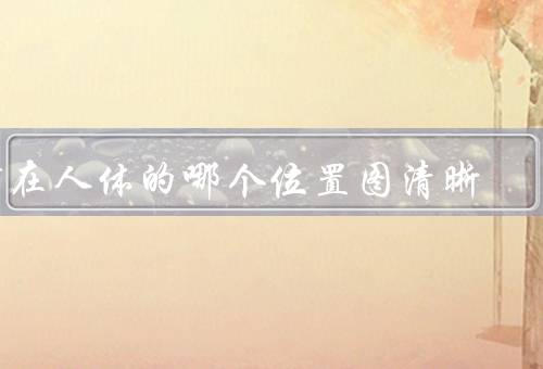 肺在人体的哪个位置图清晰