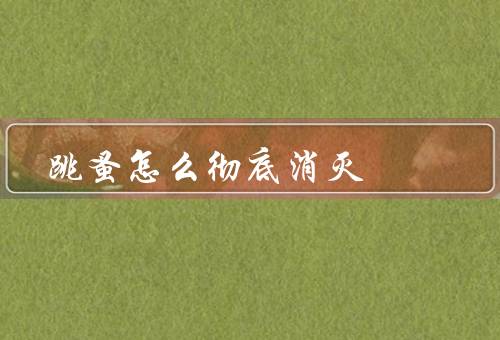 跳蚤怎么彻底消灭