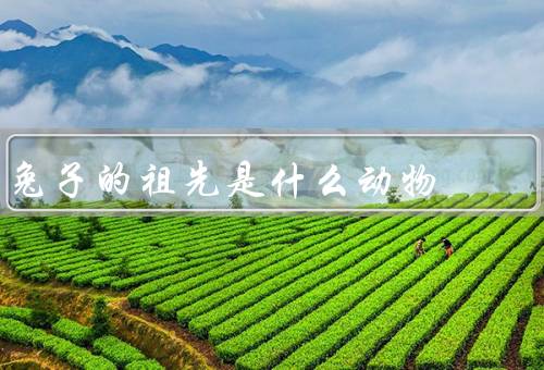兔子的祖先是什么动物