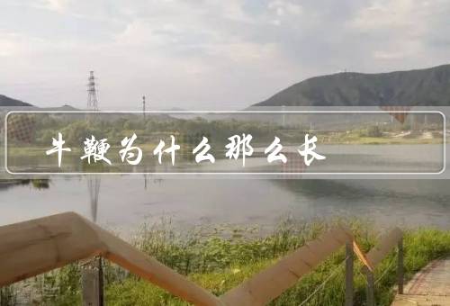 牛鞭为什么那么长