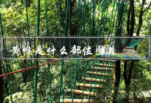 黄喉是什么部位图片，猪牛的大动脉血管（火锅涮1-3分钟）