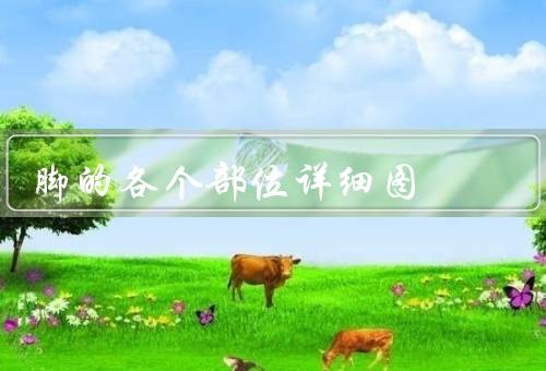 脚的各个部位详细图
