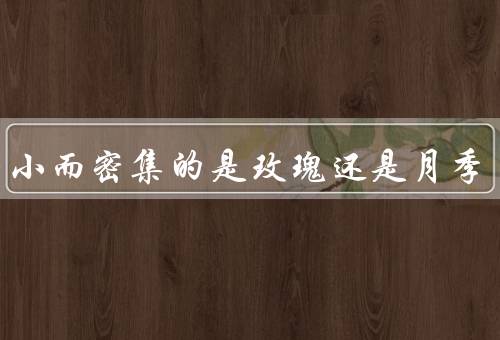 叶片小而密集的是玫瑰还是月季