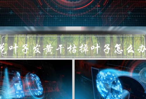 栀子花叶子发黄干枯掉叶子怎么办