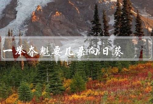 一举夺魁要几朵向日葵