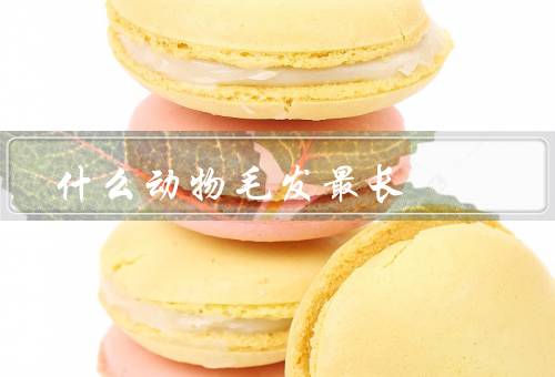 什么动物毛发最长