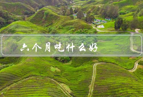 六个月吃什么好