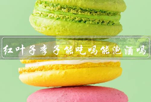 公园红叶子李子能吃吗能泡酒吗