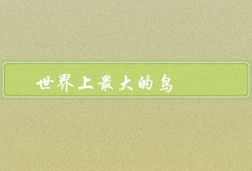 世界上最大的鸟