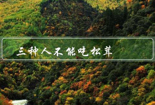 三种人不能吃松茸
