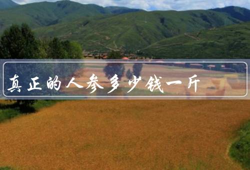 真正的人参多少钱一斤