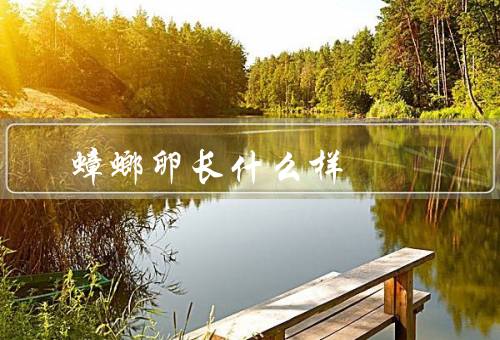 蟑螂卵长什么样
