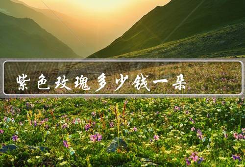 紫色玫瑰多少钱一朵