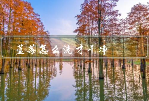 蓝莓怎么洗才干净