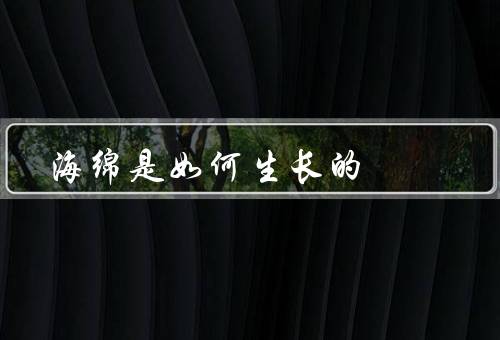 海绵是如何生长的