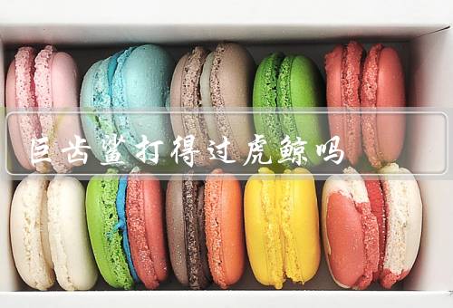 巨齿鲨打得过虎鲸吗