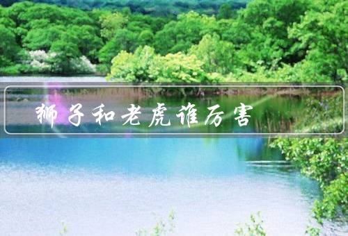 狮子和老虎谁厉害