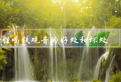 女性喝铁观音的好处和坏处