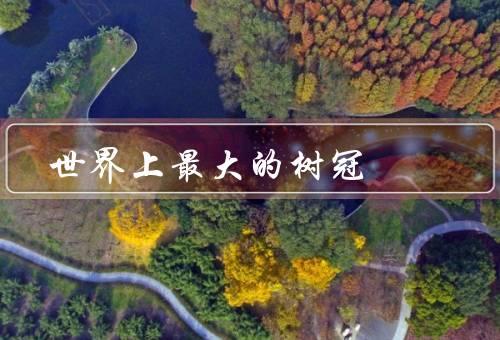 世界上最大的树冠，孟加拉榕树有半个足球场大