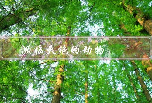 濒临灭绝的动物
