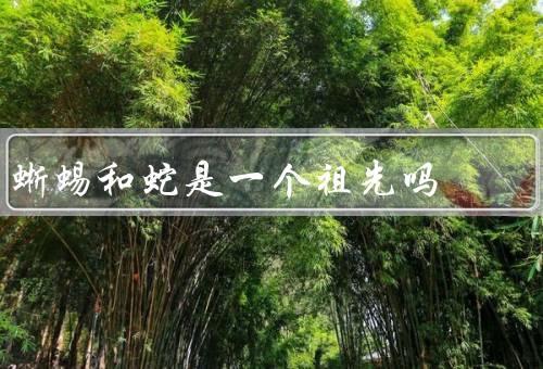 蜥蜴和蛇是一个祖先吗