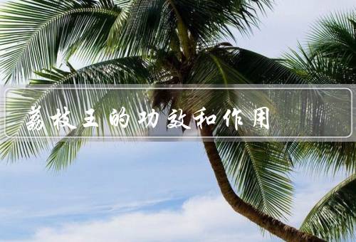 荔枝王的功效和作用，补充糖分／美容养颜（和妃子笑的区别）