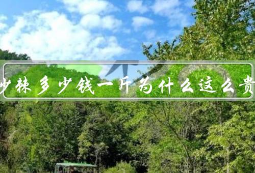 正宗沙棘多少钱一斤为什么这么贵