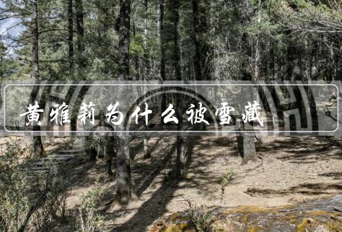 黄雅莉为什么被雪藏