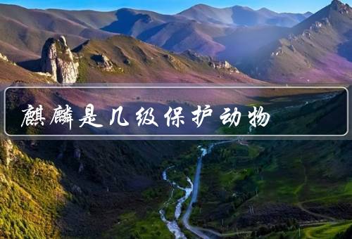 麒麟是几级保护动物