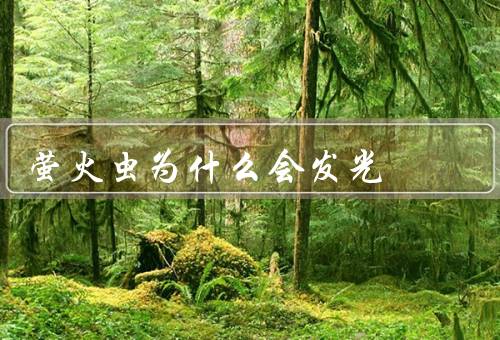 萤火虫为什么会发光