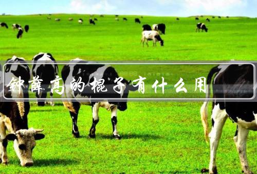 钟薛高的棍子有什么用