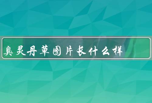 臭灵丹草图片长什么样