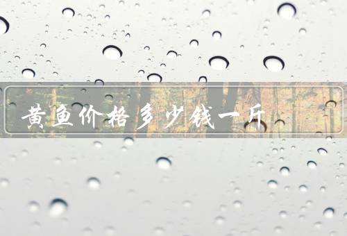 黄鱼价格多少钱一斤