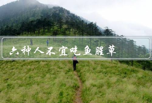 六种人不宜吃鱼腥草
